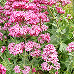 Centranthus ruber - Valerian, Centranthus