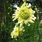 Cephalaria gigantea - Giant Scabious