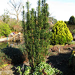 Cephalotaxus harringtonii - Fastigiata