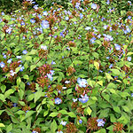 Ceratostigma willmottianum - Forest Blue - Plumbago, Ceratostigma