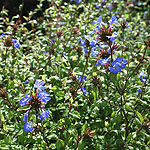 Ceratostigma willmottianum - Chinese Plumbago, Ceratostigma