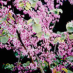 Cercis siliquastrum - Cercis, Judas tree, Love tree - 2nd Image