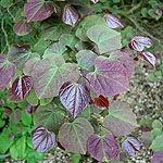 Cercis canadensis - Forest Pansy - Cercis, Eastern Red Bud