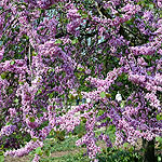 Cercis siliquastrum - Cercis, Judas tree, Love tree