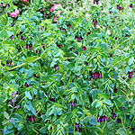 Cerinthe major - Purpurascens - Honeywort
