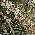 Chaenomeles speciosa - Moerloosei - Japanese Quince - 2nd Image