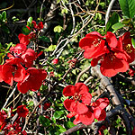 Chaenomeles x Superba - Rowallane - Flowering Quince, Chaenomeles