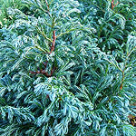 Chamaecyparis pisifera - Boulevard - Sawara cypress