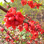 Chaenomeles - Clementine - Chaenomeles, Japonica