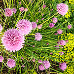 Allium schoenoprasum - Chive, Allium