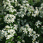 Choisya ternata - Mexican Orange Blossom