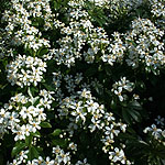 Choisya ternata - Mexican Orange Blossom - 2nd Image