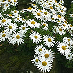 Chrysanthemum yezoense