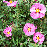 Cistus purpureus - Betty Taudevin - Rock Rose