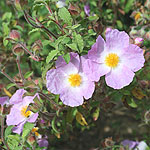 Cistus incanus - Creticus