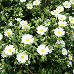 Cistus X florentinus - Fontfroide - Rock Rose