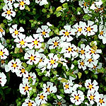 Cistus Gordon Cooper - Rock Rose