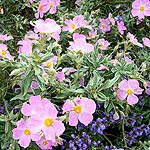 Cistus X bornetianus - Jester - Rock Rose