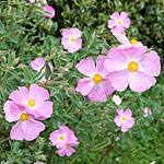 Cistus X argenteus - Peggy Sammons - Rock Rose