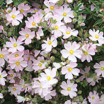 Cistus X skanbergii - Rock Rose - 2nd Image