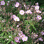 Cistus X skanbergii - Rock Rose