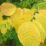Cladrastis kentukea - Yellow Wood