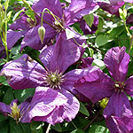 Clematis - Abundance