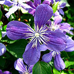 Clematis - Arabella - Herbaceous Clematis