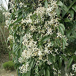 Clematis armandii - Evergreen Clematis