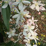 Clematis armandii - Apple Blossom