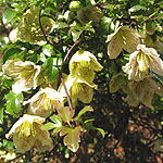 Clematis cirrhosa - Balearica