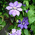 Clematis Countess of Lovelace