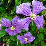 Clematis - M Koster