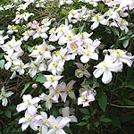 Clematis montana - Rubens