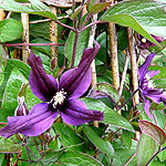 Clematis petit faucon - Evisix - 2nd Image