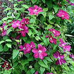 Clematis - Rouge Cardinal - Clematis