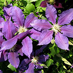 Clematis - The Vagabond - Clematis