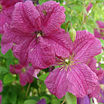 Clematis x triternata - Rubromarginata - Viticella Clematis - 3rd Image