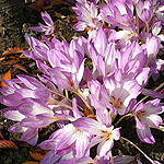 Colchicum speciosum - Autumn crocus