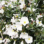 Convolvulus cneorum - Convolvulus