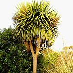 Cordyline australis - Cordyline, Cabbage, Palm