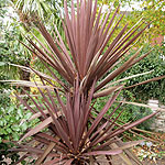 Cordyline australis - Red Sensation - Cordyline, Cabbage Tree