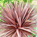 Cordyline australis - Red Sensation - Cordyline, Cabbage Tree - 2nd Image