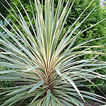 Cordyline australis - Torbay Dazzler - Cabbage Tree