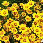 Coreopsis grandiflora - Sonnenkind - Tickseed, Coreopsis