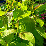 Cornus alba - Aurea - Golden Dogwood - 2nd Image