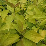 Cornus alba - Aurea - Golden Dogwood - 3rd Image