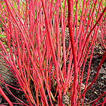 Cornus alba - Siberica - White Stemmed Dogwood