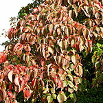 Cornus kousa - chinensis - Dogwood