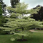 cornus controversa - Variegata - Variegated Dogwood